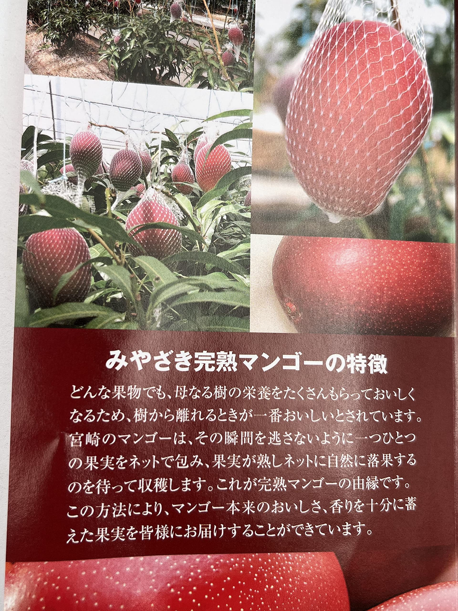 太陽のタマゴ 宮崎完熟マンゴー 秀 1玉 5L 本日購入 Amazon.co.jp: 宮崎県産 完熟マンゴー 太陽のタマゴ AA品 赤秀 5L